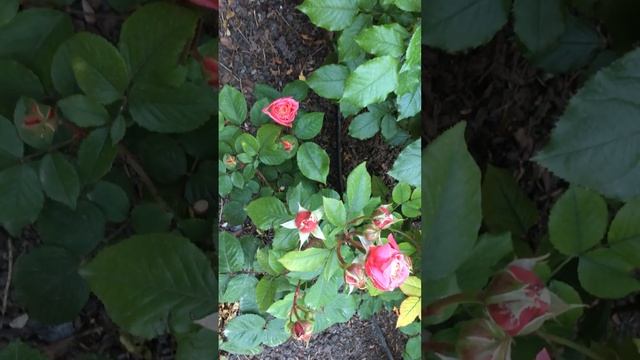 Роза Мэри Энн (Mary Ann) бутоны. 12 мая 2024г