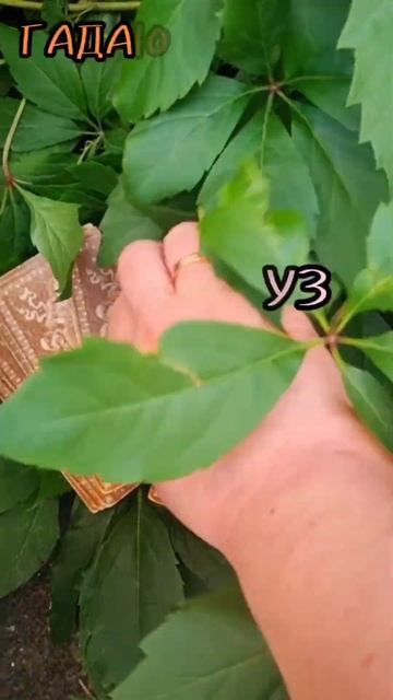 2 августа КАРТА ДЕЯ ТАРО,гадаю онлайн,магия,помощь.#2ав? смотреть онлайн