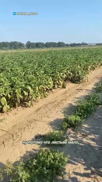 Обработка баклажана | Часть 4 #фермерскоехозяйство #фе? смотреть онлайн