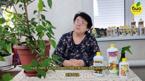 Не цветёт гибискус? Разберем причины и расскажем как у