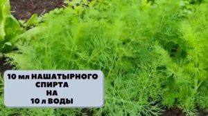 Важная подкормка УКРОПА, чтобы РОС ПЫШНЫМ И НЕ ЖЕЛТЕЛ