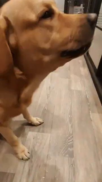 Чем кормить лабрадора. Собака лабрадор Тафгай ест белый хлеб