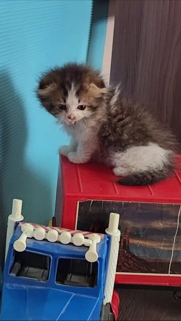 Маленький котенок, похожий на леопарда. #шорты смотреть онлайн