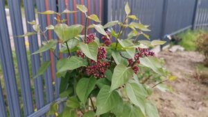 Молодые сирени в молодом саду. #Красавица Москвы #Красная Москва #Сенсация