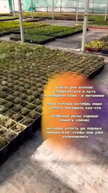 🪴 🌹 🌺 #энергиидня #природа #крым #осень #тепло #питом? смотреть онлайн