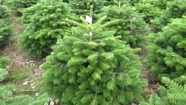 16506 Пихта Нордмана срезанная смотреть онлайн