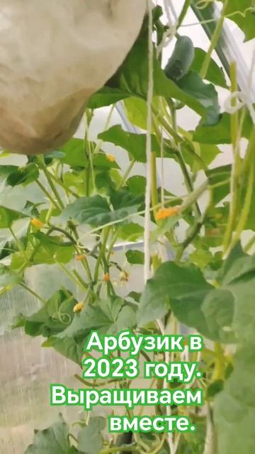 Выращиваю арбузы только в теплице.Опыт 2 года. Вместе и смотреть онлайн