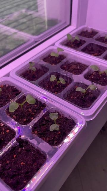 Редис на окне 💖 Прошла первая неделя 🌿 #garden #gardening #ог?