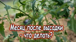 Томаты через месяц после высадки в теплицу: главные ошибки ухода.