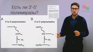 Поддержание и копирование генома. Репликация ДНК