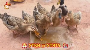 Утки с Утятами гармония во дворе 🦆🤗❣️(41)
