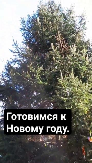 Нью-Йорк. Выбрали Ёлку. #жизньвсша #эмиграциявсша смотреть онлайн
