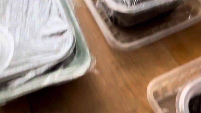 Посев семян Табака в грунт смотреть онлайн