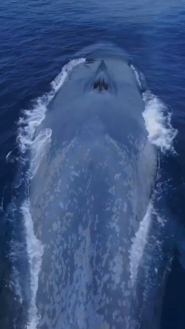 Синий кит смотреть онлайн