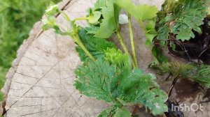 Кусты клубники перестают расти, листья скручиваются- поражение клубники цикламеновым клещом.