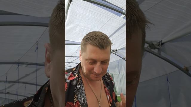 Помидор - АнДрей, Тайский помидор на Русской грядке!!! #? смотреть онлайн