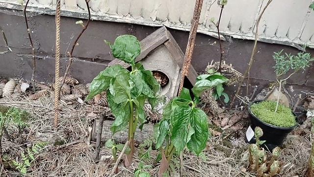 Аризема - этапы развития в нашем саду 2025 смотреть онлайн