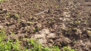 Выращиваем арбузы и дыни в открытом грунте,во Владимирской области,на даче.Часть 3.(Высаживаем)