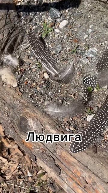 Убийство на ферме! #fun смотреть онлайн