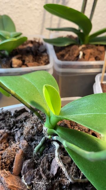 У орхидеи за 1 неделю вырос новый лист #орхидеи #orchid #plant смотреть онлайн