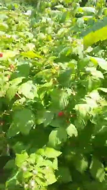 доставим рассаду везде только лучшие сорта