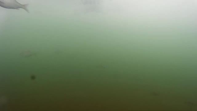 Подводное видео. Новичкам везёт. смотреть онлайн