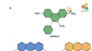 Поддержание и копирование генома. Мутации и репарация ДНК