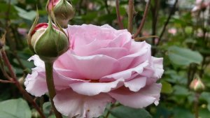 Первые дни лета в саду на Трех холмах