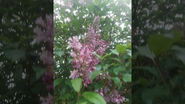 Лесная сирень.mp4 смотреть онлайн