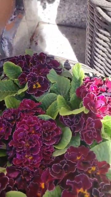 Тепло, цветы, в нём я и ты... #на_ви #милота #сочи #любовь #? смотреть онлайн