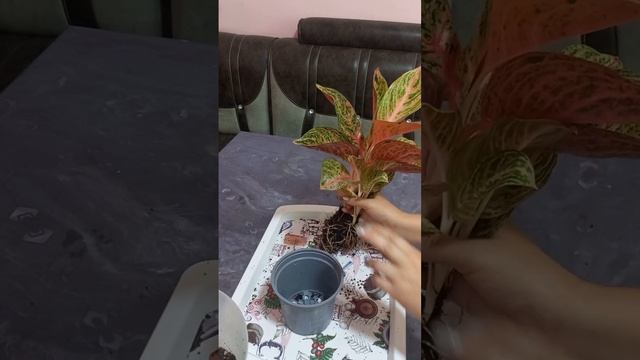 16 июля 2024 г.N°- 26. АГЛАОНЕМА ГУЛИНИ ПЕРЕСАДКА ҚИЛИШ ВА П?