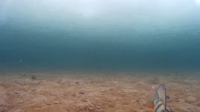 Подводное видео. Наелись в праздник. смотреть онлайн