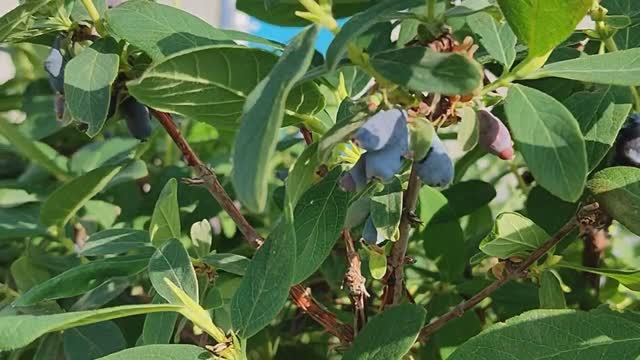 Вести с полей серия 6. Прополка. Начало сбора урожая — первая ягода. смотреть онлайн