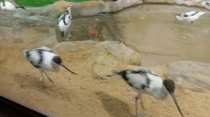 Московский зоопарк.Дом птиц.Птицы разные и прекрасные в вольерах зоопарка