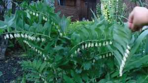 Купена Аптечная - Многолетнее Весенне цветущее растение. Выращивание, Уход и Размножение.