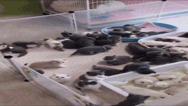 Marvel Rivals что это? смотреть онлайн