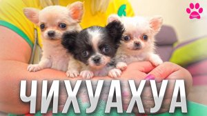 ЧИХУАХУА, которые нравятся ВСЕМ!
