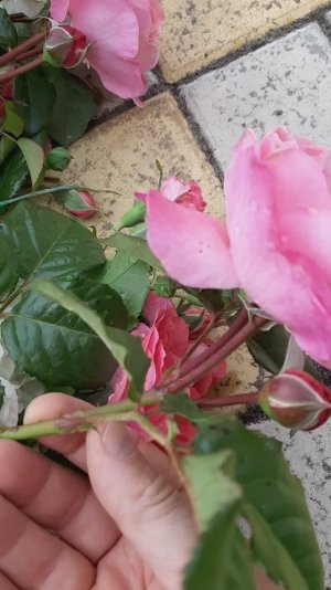 Подготавливаем к доставке июнь Ростовская область июнь 2025