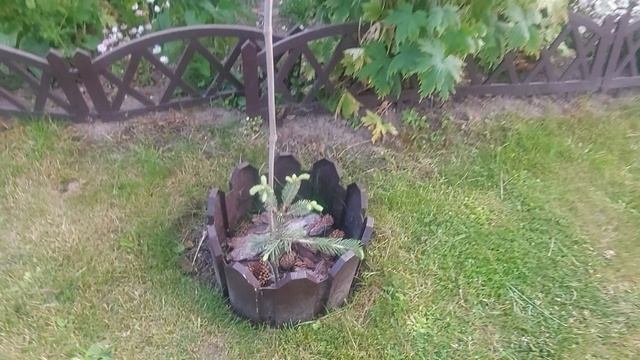 Мои любимые хвойные растения🌲💚🌞 смотреть онлайн