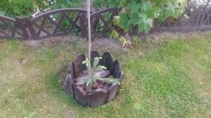 Мои любимые хвойные растения🌲💚🌞