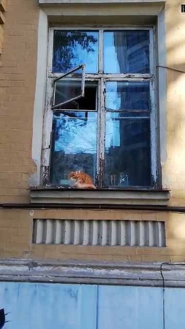 Рыжий кот в окне. смотреть онлайн