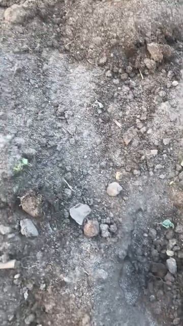 Не выбрасывайте пасынки от томатов !!! смотреть онлайн