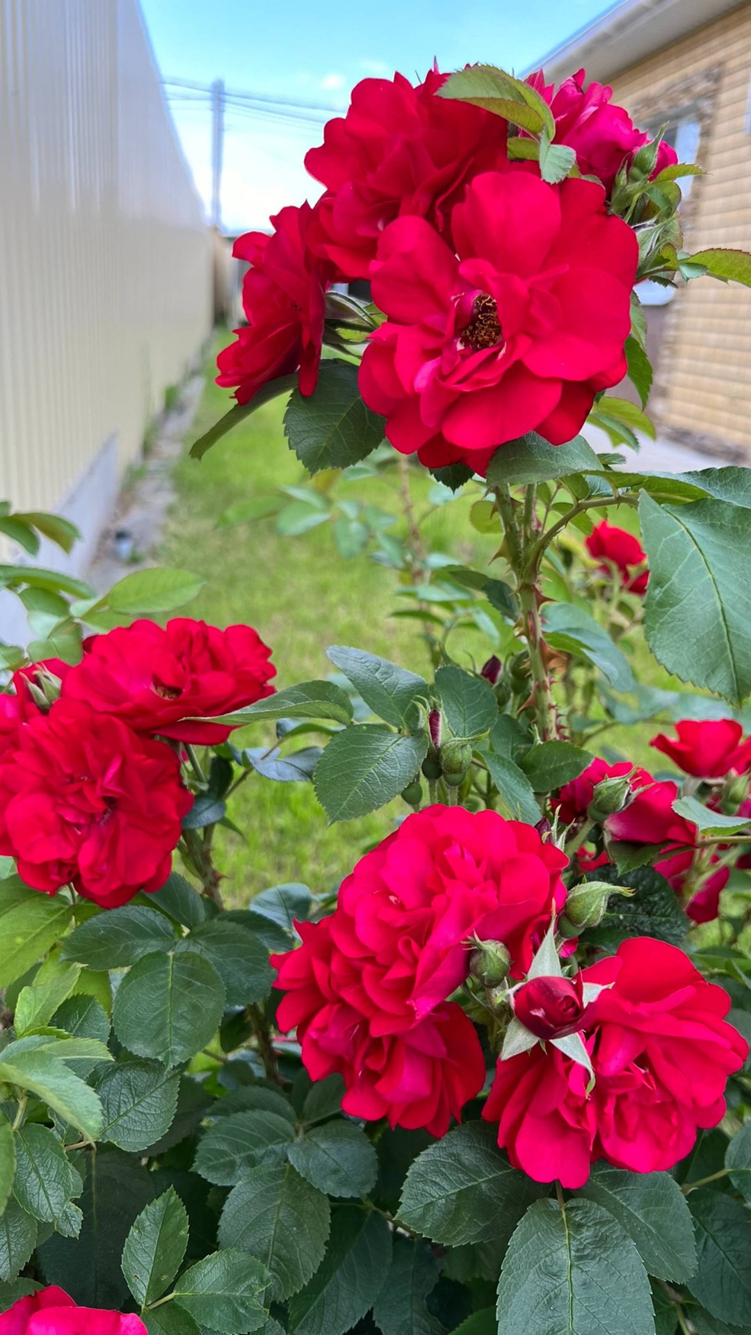 Сортовой шиповник Хансаланд смотреть онлайн