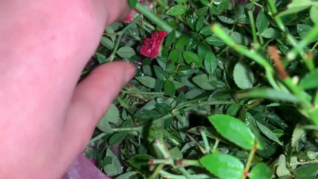 Приятная находка - клад для розанутого! Буду черенкова