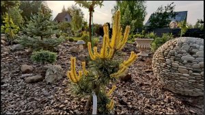 Редкие хвойные, приросты!🤩Обзор! 2.06.2025г #сад #garden