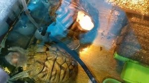 Красноухие черепахи 03-06-2025