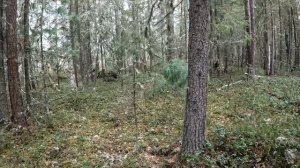 Охота с лайками, по медвежьим тропам.