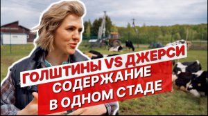 Джерси + Голштины: Нестандартный Опыт на Молочной Ферме. Все о Дойке, Кормах и Здоровье