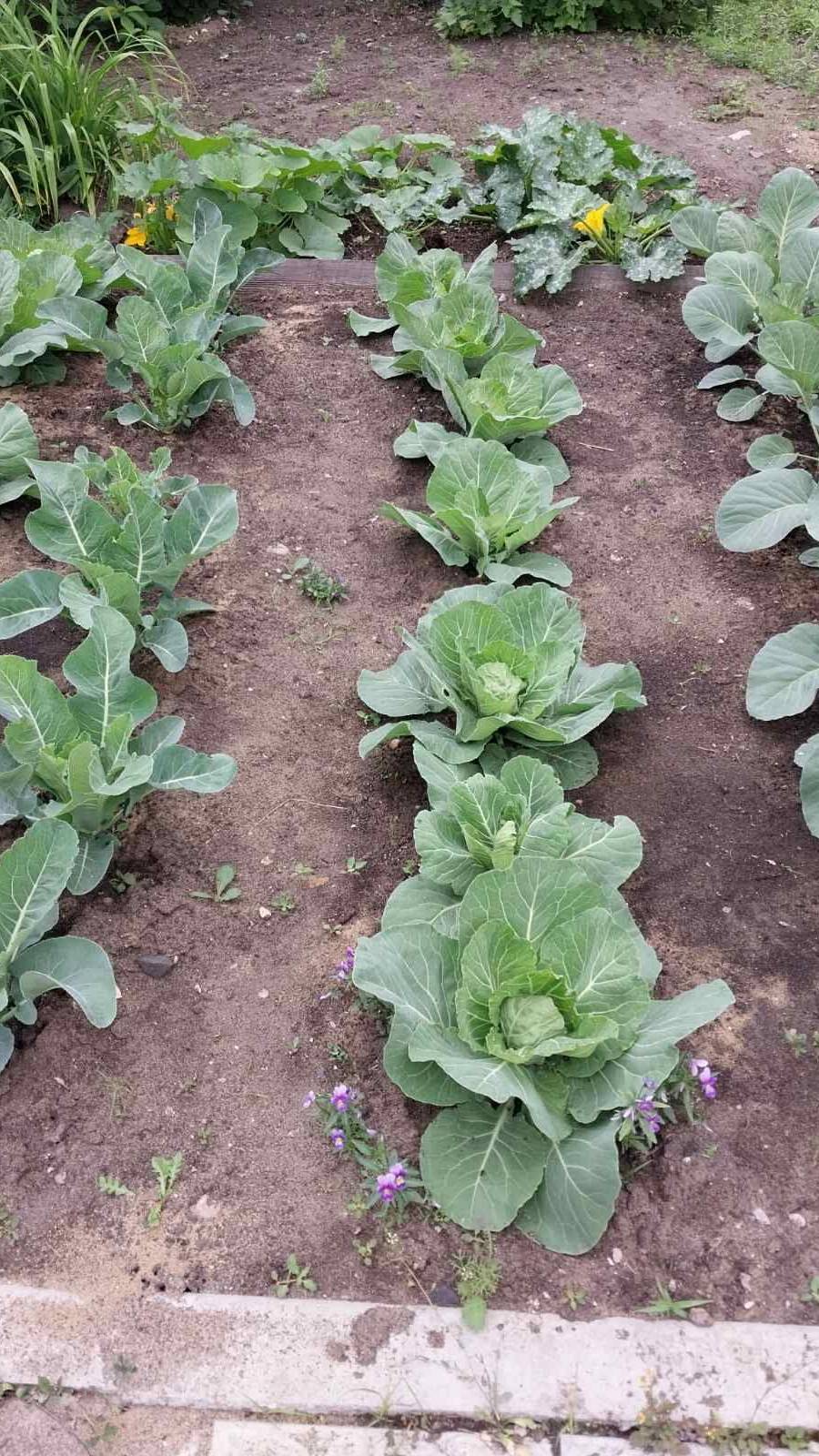 Капусту обрабатываю от вредителей табачной пылью смотреть онлайн