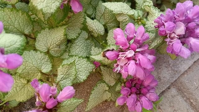 шмель в цветах 03-06-2025 как красиво летом! смотреть онлайн